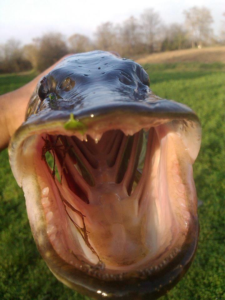 Neajlov - 145012754871165854554261711607n.jpg